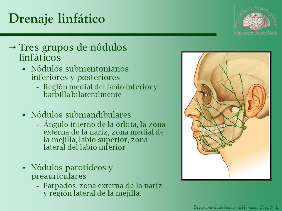 UNIDAD 8 Cabeza y cuello. ppt video online descargar